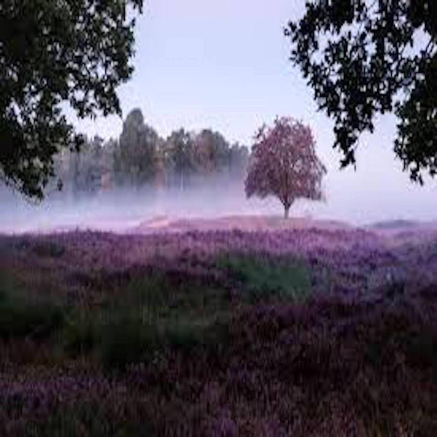 Ferienhaus Luneburger Heide Eschede Buitenkant foto