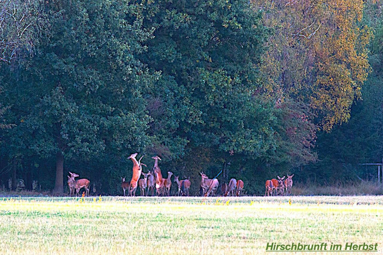 Ferienhaus Luneburger Heide Eschede Buitenkant foto